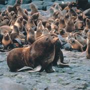 Northern Fur Seal