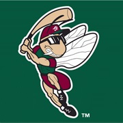 Savannah Sandgnats (A)