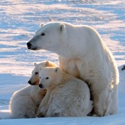 See a Polar Bear in the Wild