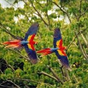 Osa Peninsula, Costa Rica