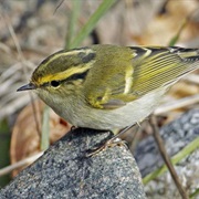 Pallas's Leaf-Warbler