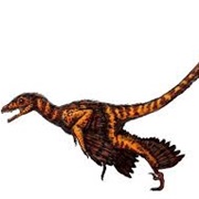Sinornithosaurus