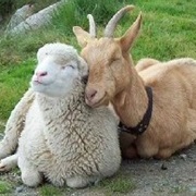 Kill a Sheep or Goat