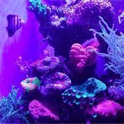 Aquarium of Western Australia