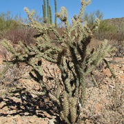 Buckhorn Cholla (Cylindropuntia Acanthocarpa)