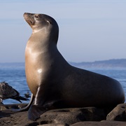 Sea Lion