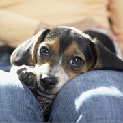 When Your Pet Snuggles With You