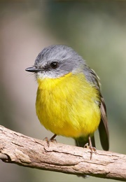 A Book With a Bird on the Cover (-)