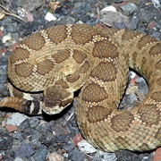 Western Rattlesnake