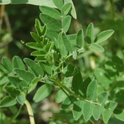 Mongolian Milkvetch (Astragalus Propinquus)