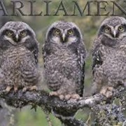 A Parliament of Owls