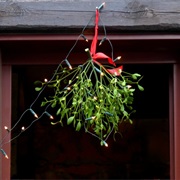 Hang Mistletoe