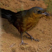 Stresemann's Bristlefront