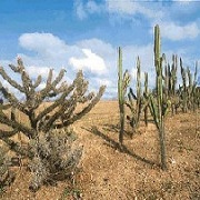 Caatinga, Brazil