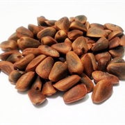 Korean Pine (Pinus Koraiensis)