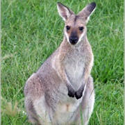 Wallabies