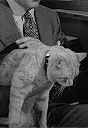 Rhubarb, Rhubarb (1951)