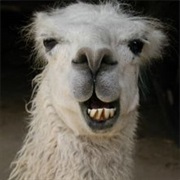 Shorn a Llama
