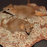 Fat-Tailed False Antechinus