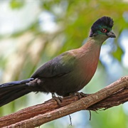 Purple-Crested Turaco (Swaziland)