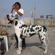 Great Dane - 2nd Tallest Breed of Dog