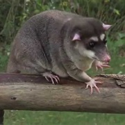 Olrog's Four-Eyed Opossum