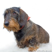 Wire Hair Dachshund