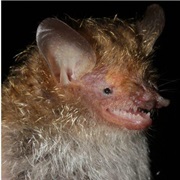Bala Tube-Nosed Bat