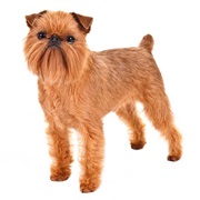 Brussels Griffon