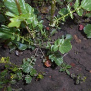American Cress (Barbarea Verna)