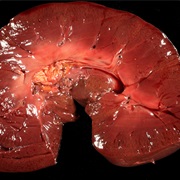 Horse Kidney