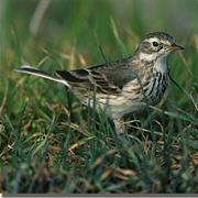 American Pipit
