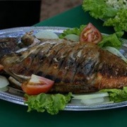 Small-Scaled Pacu (Piaractus Mesopotamicus)