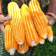 Maize