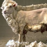 Watch Sheep Shearing