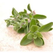 Sweet Marjoram