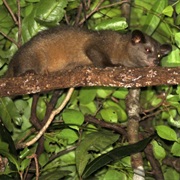 Golden Dry-Zone Palm Civet