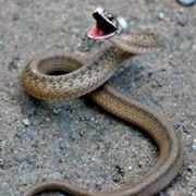 Brown Snake
