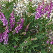 Alpine Sweetvetch (Hedysarum Alpinum)