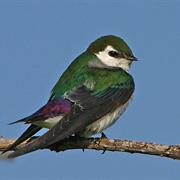Violet-Green Swallow