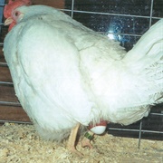 Watch a Chicken Lay an Egg