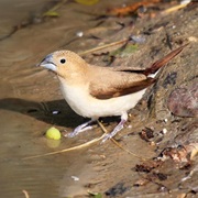 African Silverbill