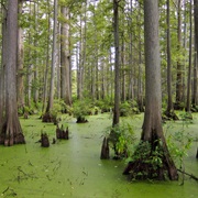 Cache River State Natural Area, Illinois