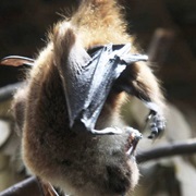 Gloomy Tube-Nosed Bat (Possibly Extinct)