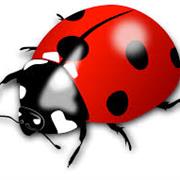 Ladybird