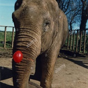 Red Nose Day Elephant