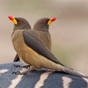 Oxpecker