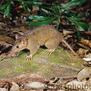 Cinnamon Antechinus