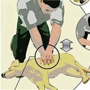 Give a Dog CPR