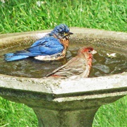Put Up a Birdbath